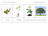 life cycle of tree