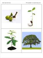 life cycle of tree