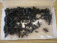 Ants
