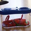 Preschool Bugs Theme