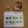 Early childhood Bugs theme