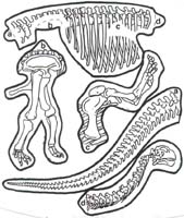 Dinosaur Skeleton for kids