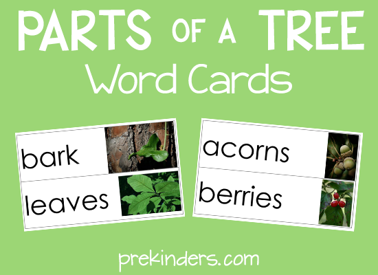 Parts of a Tree Picture Word Cards - PreKinders