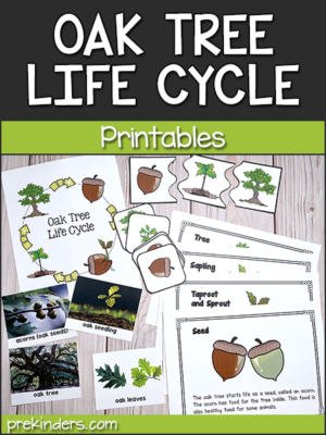 Tree & Leaf Science Activities, Tree Life Cycle for Preschool, Pre-K ...