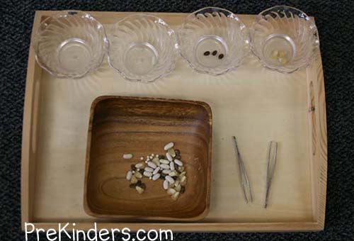 Seed Sorting - PreKinders