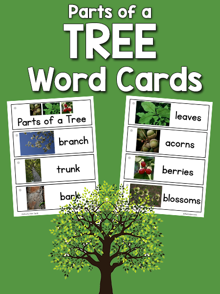 parts-of-a-tree-picture-word-cards-prekinders