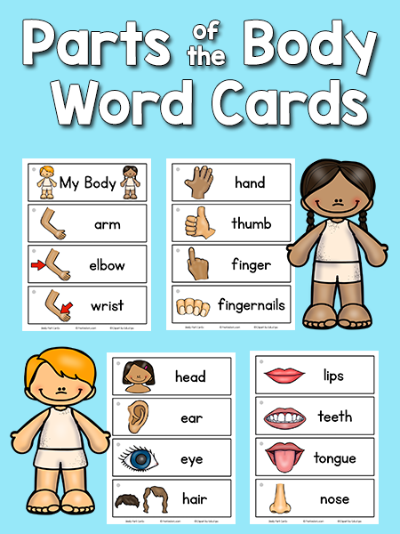 Body Parts Picture-Word Cards - PreKinders